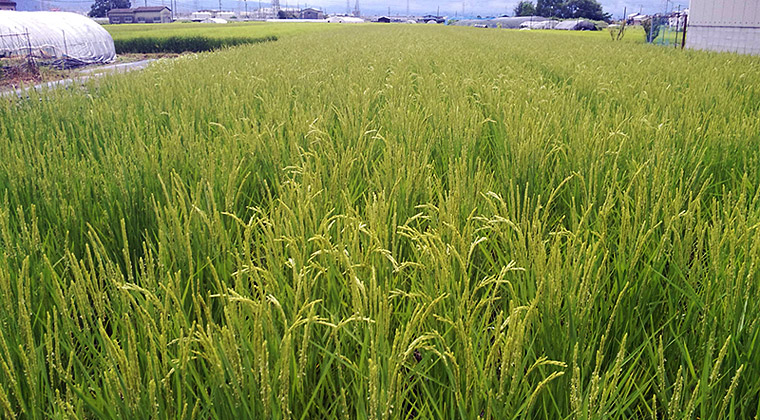 出そろった稲穂（9月10日）