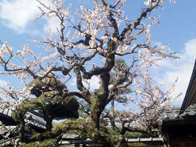 中谷家の梅（3月1日撮影）