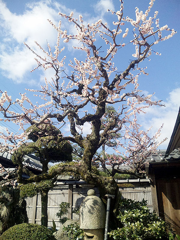 中谷家の梅（3月1日撮影）