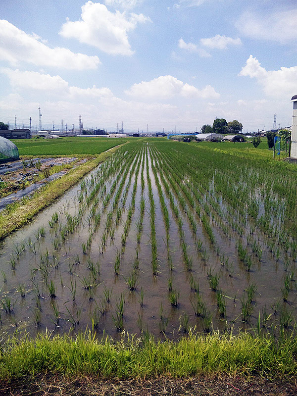 山田錦の水田（7月4日）