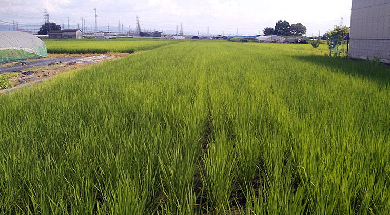 山田錦土用干しの水田（7月31日）