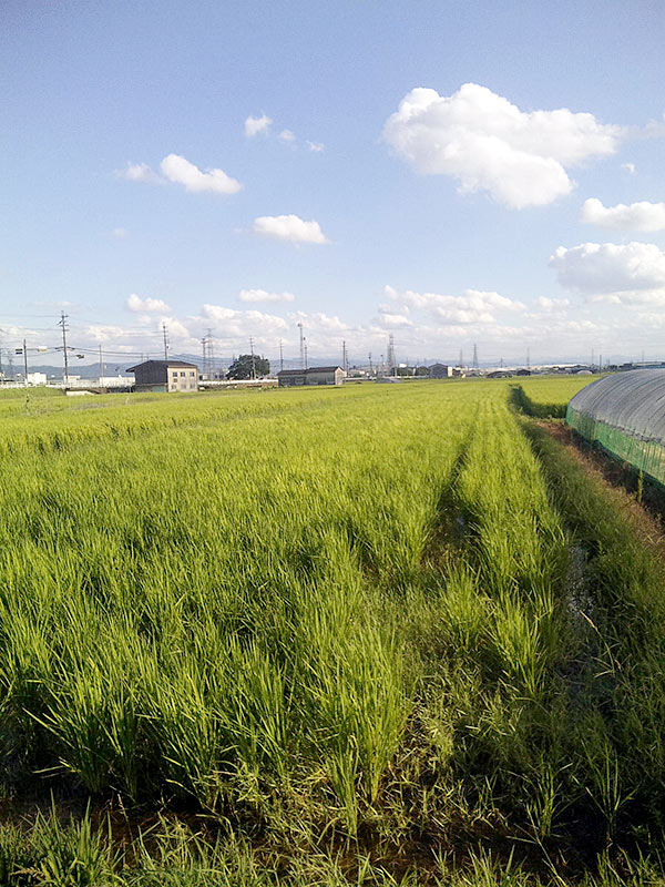 山田錦の水田（8月31日）