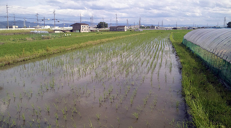 苗（7月2日撮影）