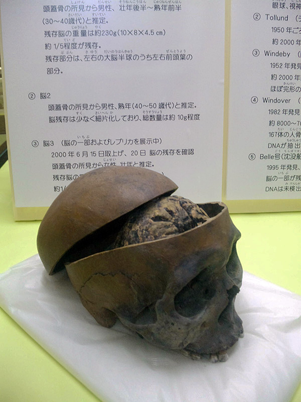 弥生人の脳レプリカ（青谷上寺地遺跡展示館）