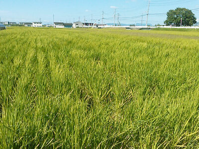 穂がでそろった水田（9月1日撮影）