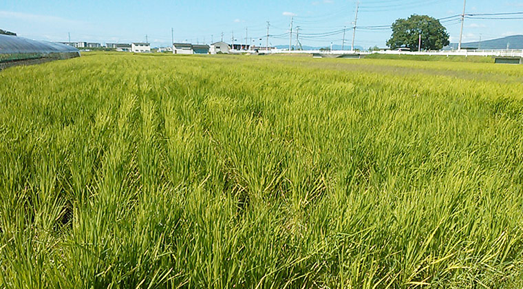 穂がでそろった水田（9月1日撮影）