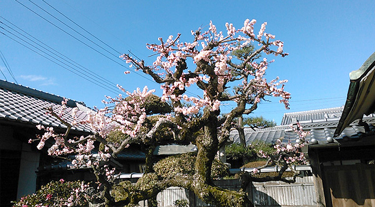 庭の梅（3月6日）