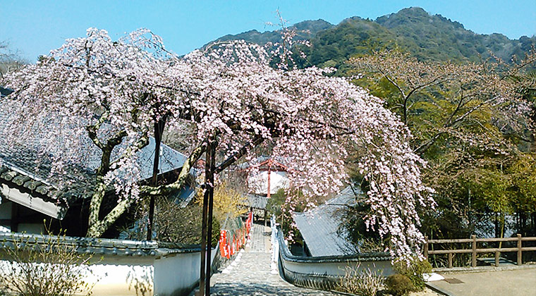 長谷寺梅心院の桜
