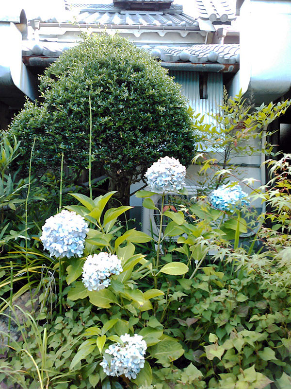 蔵に面した紫陽花