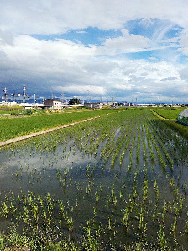 生育する山田錦の苗