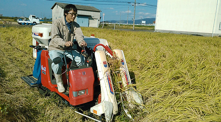 山田錦の刈り取り