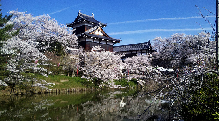 郡山城址の桜