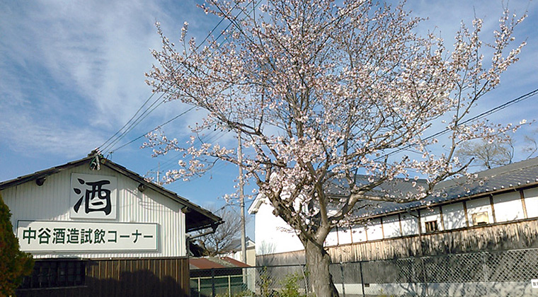 中谷酒造駐車場の桜（4月5日撮影）