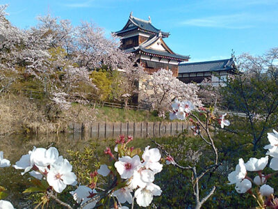 郡山城址の桜（4月12日）