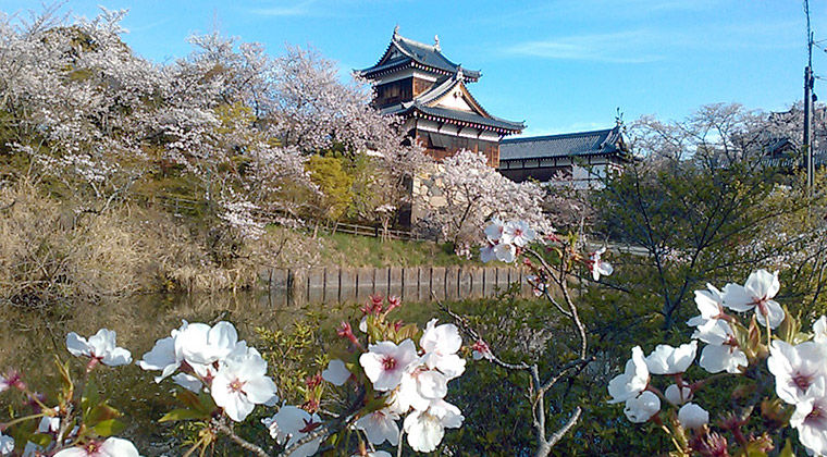 郡山城址の桜（4月12日）