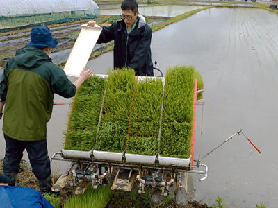 小雨の中の田植え