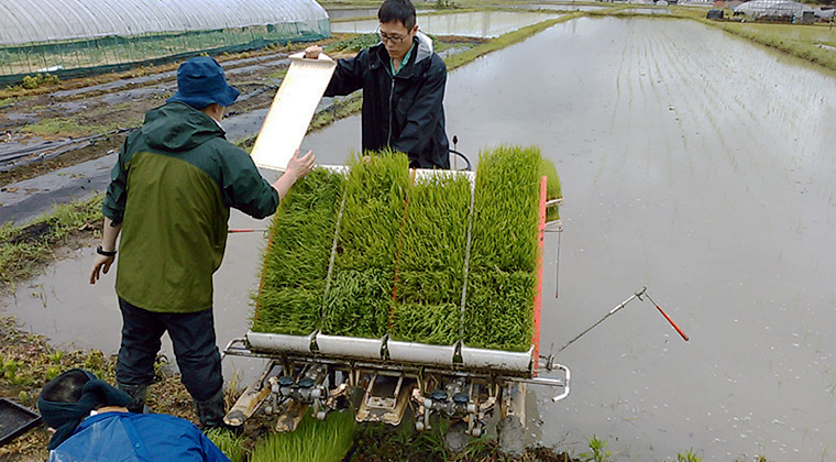 小雨の中の田植え