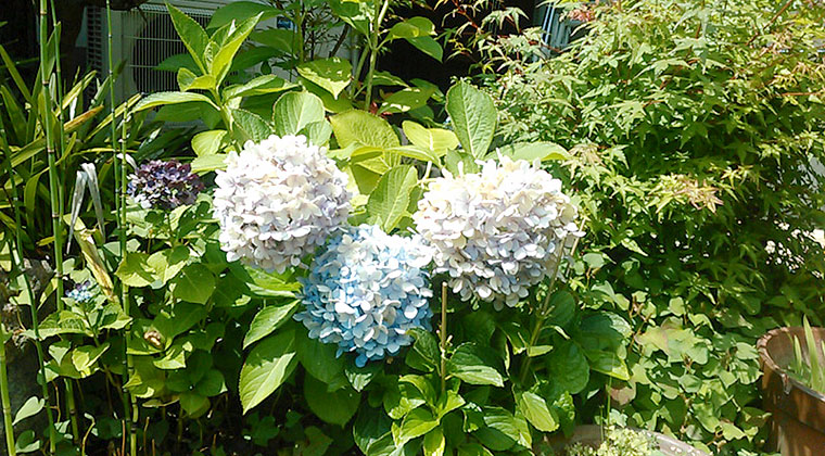 庭の紫陽花