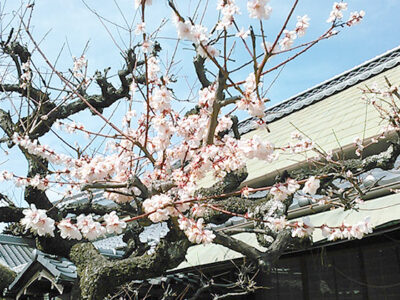 庭の梅（3月1日撮影）