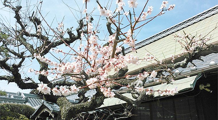 庭の梅（3月1日撮影）