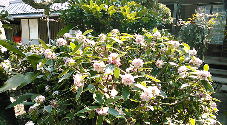 満開の沈丁花（3月1日撮影）