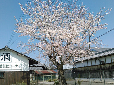 駐車場の桜（4月4日撮影）