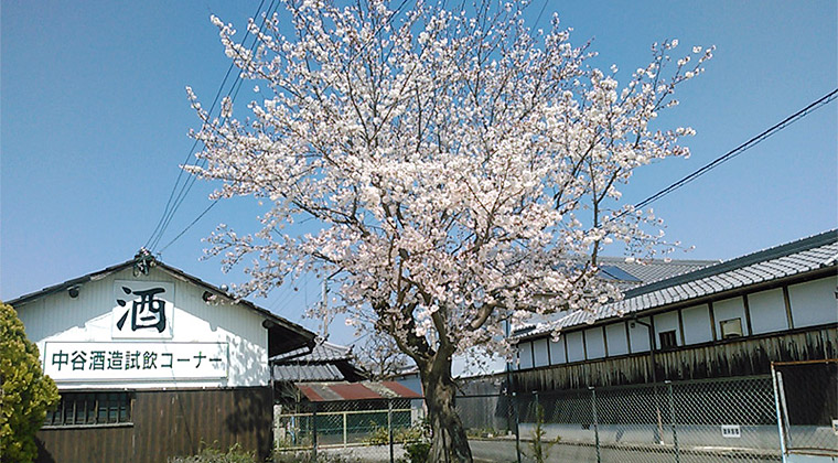 駐車場の桜（4月4日撮影）