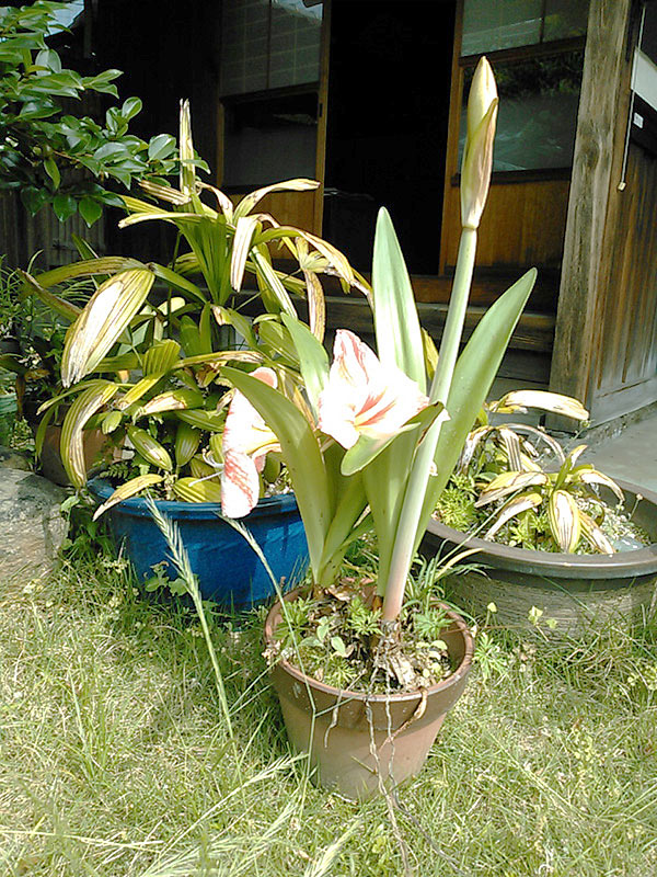 鉢植えの百合